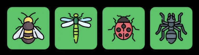 FLIES Daily Combo 21 May 2025